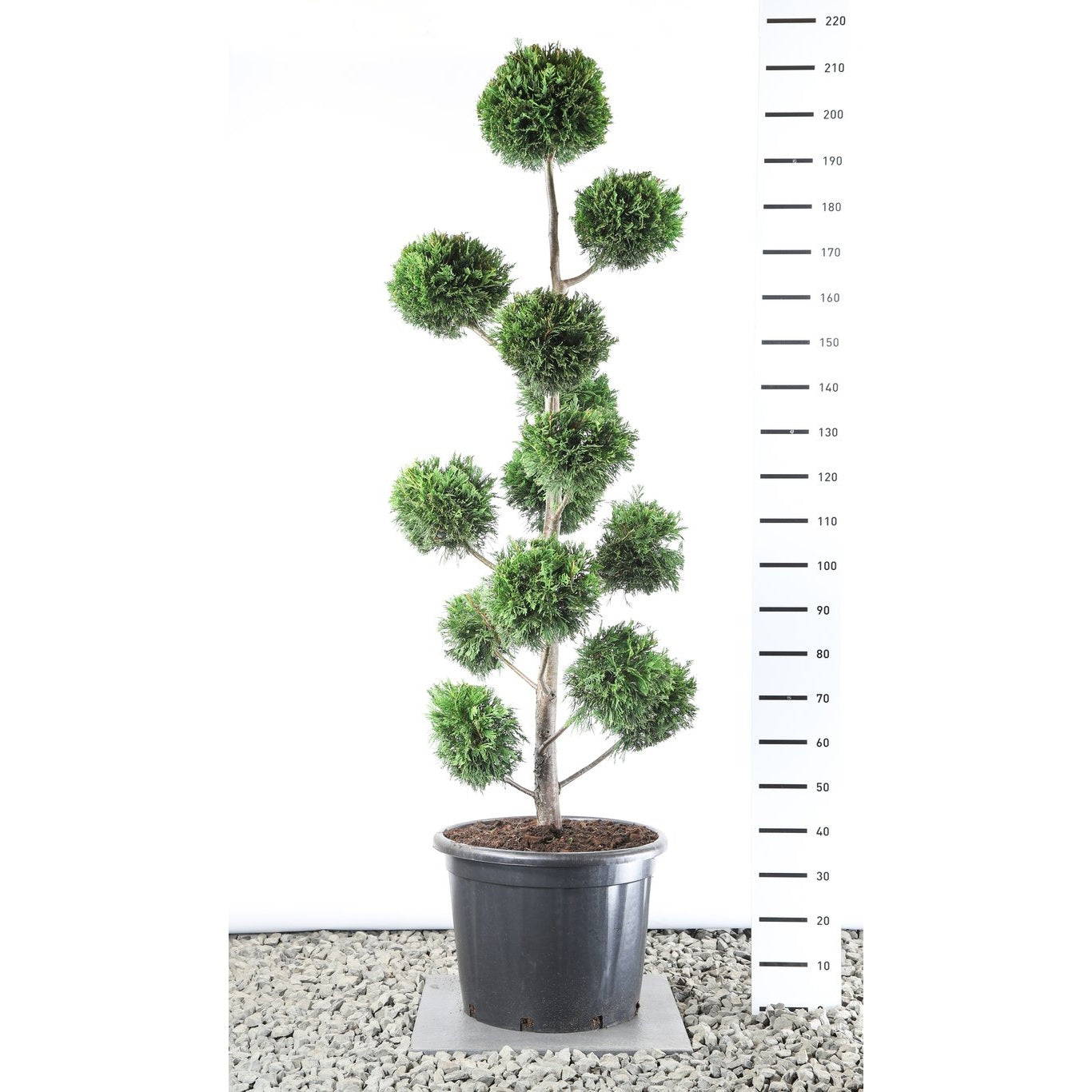 Leylandcypress – Cupressocyparis leylandii - 175-200 CM PonPon EXTRA in Cont.